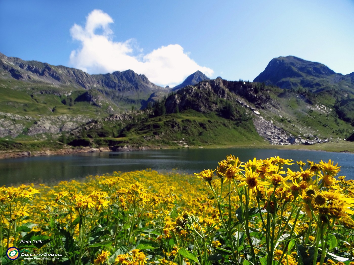 13 Distesa di giallo senecio in riva al Lago Rotondo con vista su Rondenino-Diavolo-Grabiasca .JPG